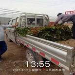 齐齐哈尔市品种假一赔十山东泰安草莓苗图片5