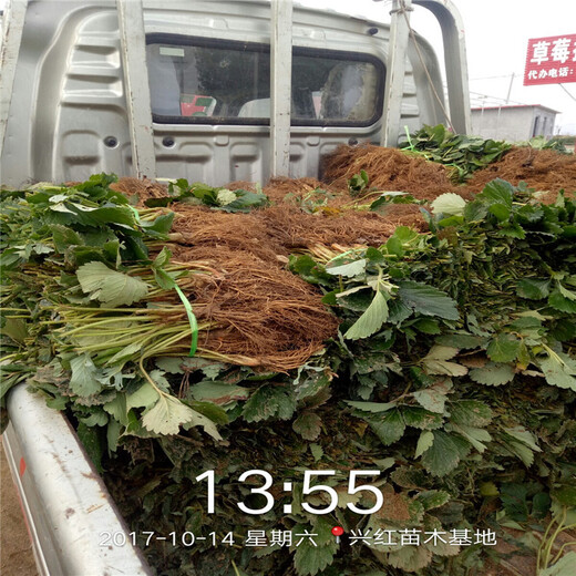 陇南市1棵多少价格艳丽草莓苗