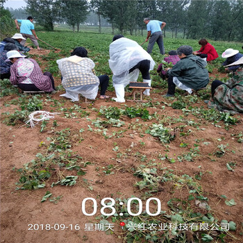 广元市1棵多少价格草莓苗种植