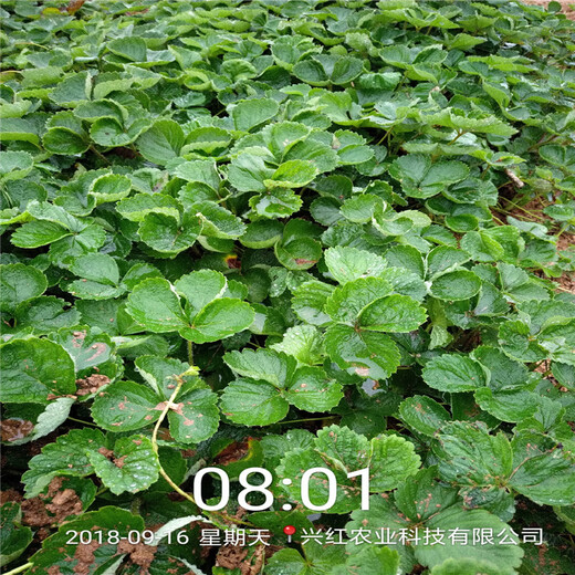 河南省高产草莓苗
