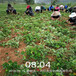 江门市价格透明草莓苗厂家