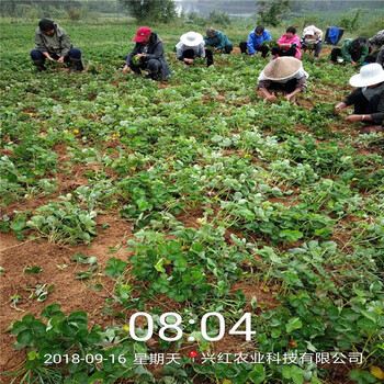山南地区种植技术指导奶油草莓苗