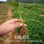 海北州带土发货泰安草莓苗图片1