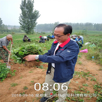 沧州市批发价格草莓苗种植