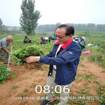 那曲地区1棵多少价格白雪草莓苗