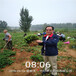 武汉市育苗注意事项草莓苗价格多少钱