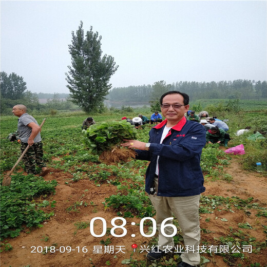 齐齐哈尔市免费提供技术购买草莓苗