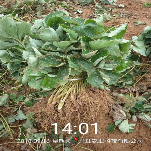 咸宁市厂家奶油草莓苗