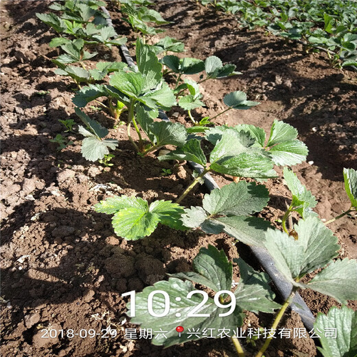 福州市种植示范基地什么草莓苗好