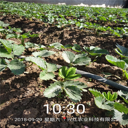 淮安市价格透明草莓苗培育