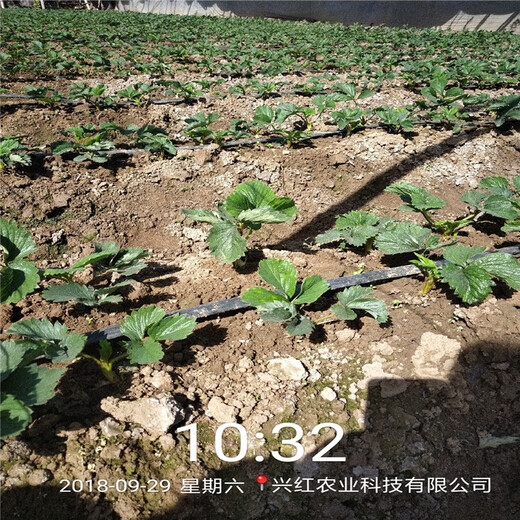 盘锦市丰产量产草莓苗哪里便宜