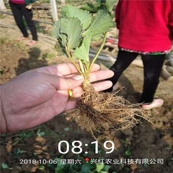 咸阳市一棵多少钱草莓苗哪里卖