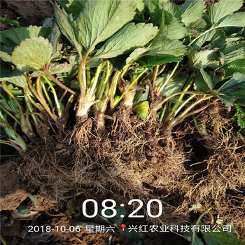 平凉市种植方法甜查理草莓苗