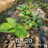 朔州市品種假一賠十山東草莓苗