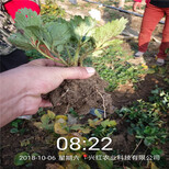 延边州批发基地草莓苗的培育图片0