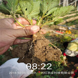 延边州批发基地草莓苗的培育图片1