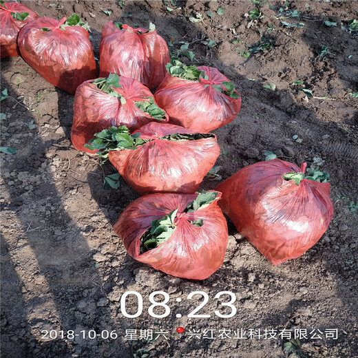 南昌市品种假一赔十草莓苗的图片