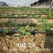 贛州市品種全明星草莓苗圖片