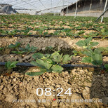 延边州批发基地草莓苗的培育图片3