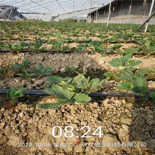 双鸭山市高产草莓苗品种