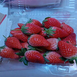 武汉市查询四季草莓苗价格图片4