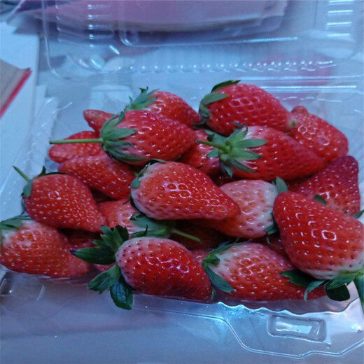 佛山市100棵起售甜查理草莓苗