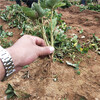 徐州市品種栽草莓苗