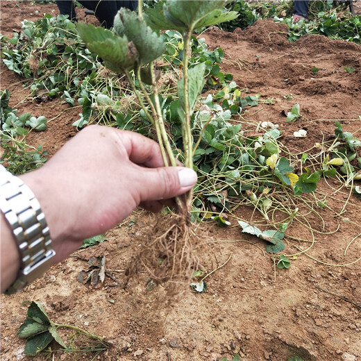 黔南州种植示范基地草莓苗移栽