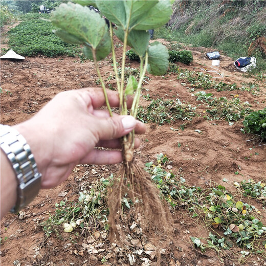 桂林市品种多成活率好脱毒草莓苗