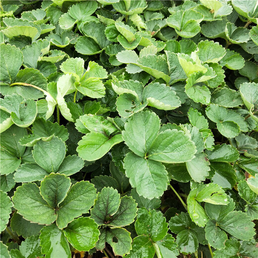 锦州市批发基地草莓苗移植