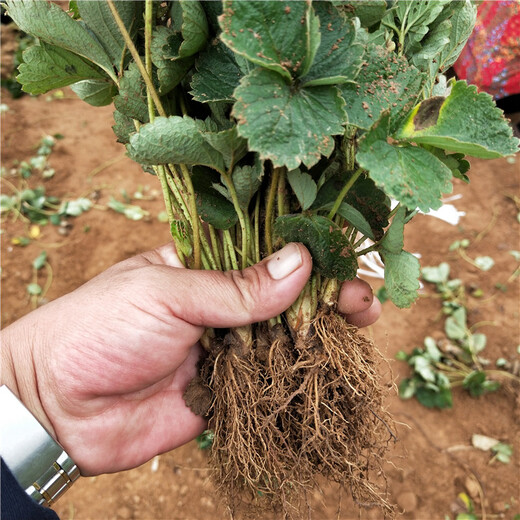 丽江市种植示范基地白雪草莓苗