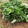 三亚市批发基地种植草莓苗