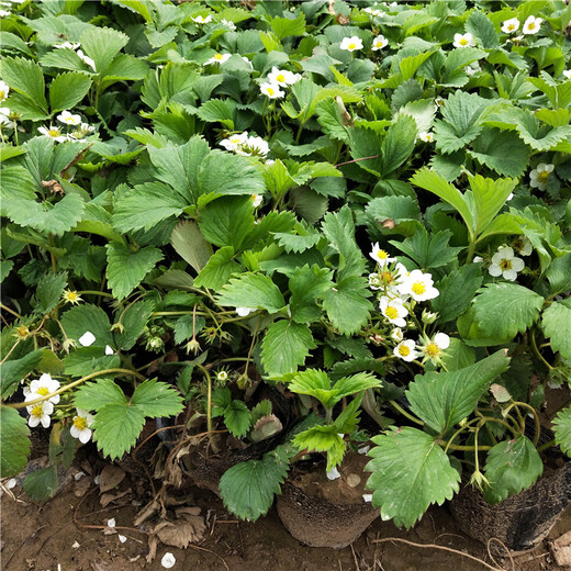 湘西州一亩地需要脱毒草莓苗