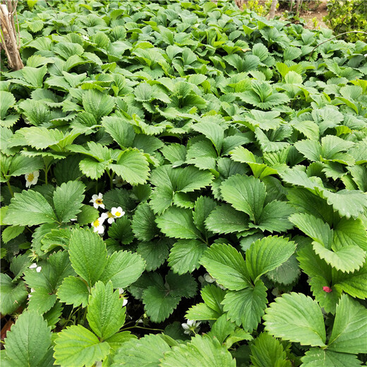 连云港市批发价格草莓苗产量