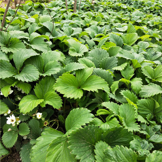 呼和浩特市免费提供技术白草莓苗