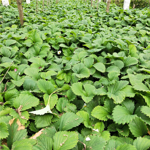 武威市种植示范基地批发草莓苗价格