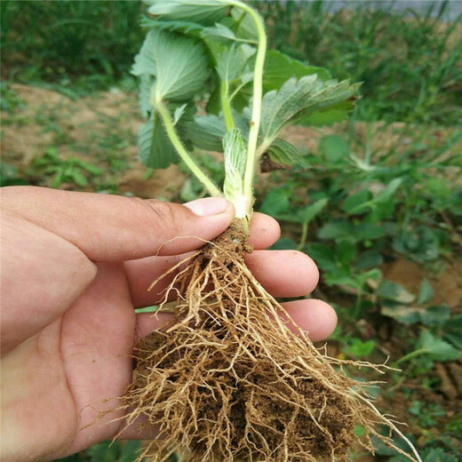 淮南市种植方法供应草莓苗