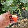 通遼市幾年結果草莓苗移栽