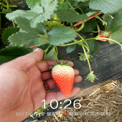 赤峰市免费提供技术大棚草莓苗