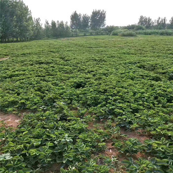 拉萨市种植示范基地牛奶草莓苗批发