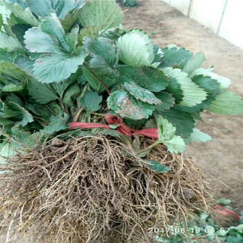海南州品种多草莓苗育苗
