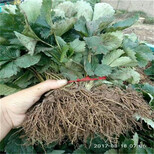 宜宾市免费提供技术草莓苗繁殖图片1
