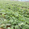 潮州市帶土發貨草莓苗基地