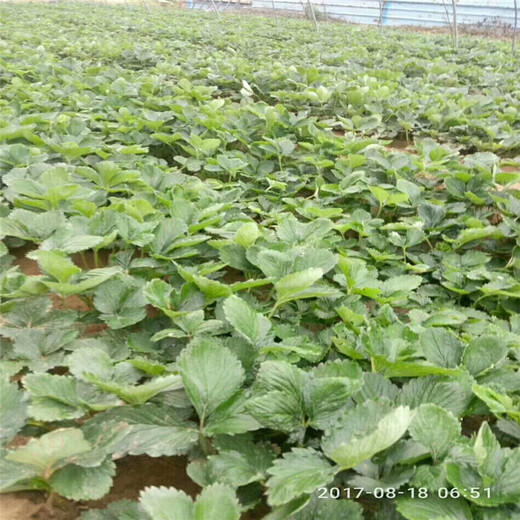 黔西南州种植示范基地盆栽草莓苗