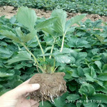 临夏州价格透明草莓苗移植图片3