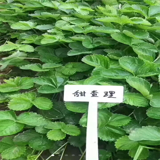 渭南市一棵多少钱草莓苗移栽