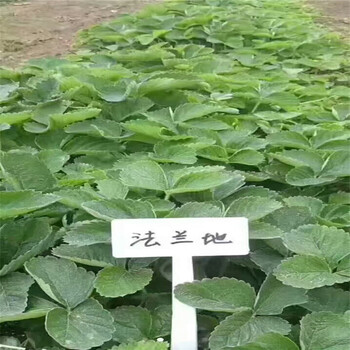 朔州市种植示范基地四季草莓苗价格