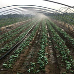 朔州市种植示范基地四季草莓苗价格图片1