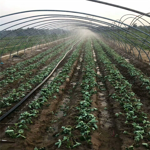 锡林郭勒盟高产成活率高草莓苗批发价格