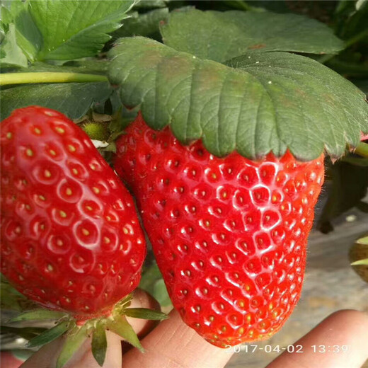 承德市质量好草莓苗怎么种